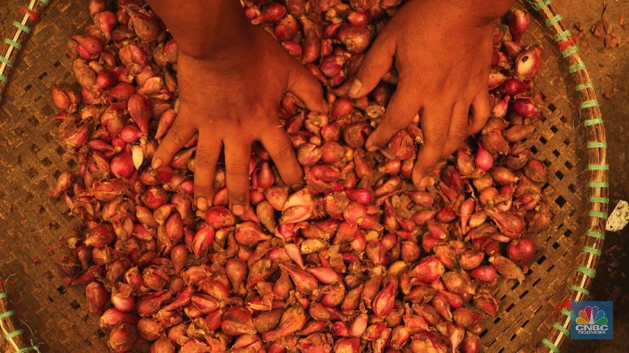 Pekerja menurunkan bawang merah yang baru tiba dari Brebes, Jawa Tengah di Pasar Kramat Jati, Jakarta, Rabu (17/3/2021).  Menurut pedagang setempat harga bawang merah di Jakarta naik dari harga 17 ribu menjadi 28 ribu per kilo gram karena meningkatnya permintaan dan sedikitnya stok bawang merah pada musim penghujan. Pantauan CNBC Indonesia permintaan bawang merah mulai sepi peminat, dari kios Los H bawang merah masih banyak stok. (CNBC Indonesia/ Tri Susilo)