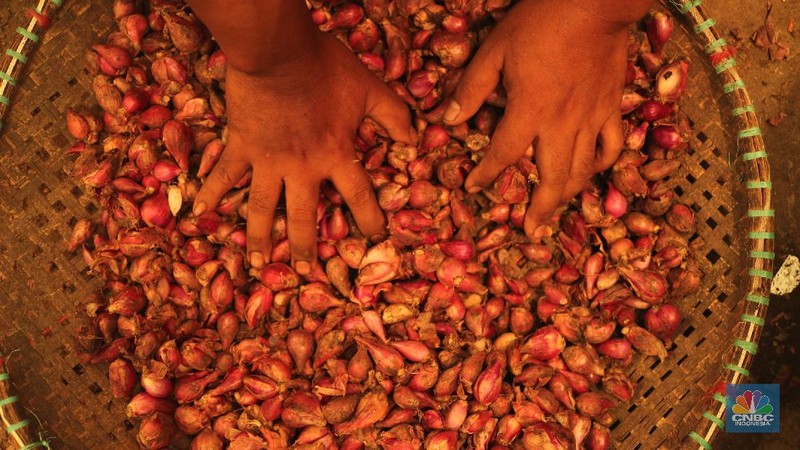 Pekerja menurunkan bawang merah yang baru tiba dari Brebes, Jawa Tengah di Pasar Kramat Jati, Jakarta, Rabu (17/3/2021).  Menurut pedagang setempat harga bawang merah di Jakarta naik dari harga 17 ribu menjadi 28 ribu per kilo gram karena meningkatnya permintaan dan sedikitnya stok bawang merah pada musim penghujan. Pantauan CNBC Indonesia permintaan bawang merah mulai sepi peminat, dari kios Los H bawang merah masih banyak stok. (CNBC Indonesia/ Tri Susilo)