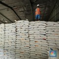 Ternyata Ini yang Picu Pemerintah Mau Impor Beras 1 Juta Ton!
