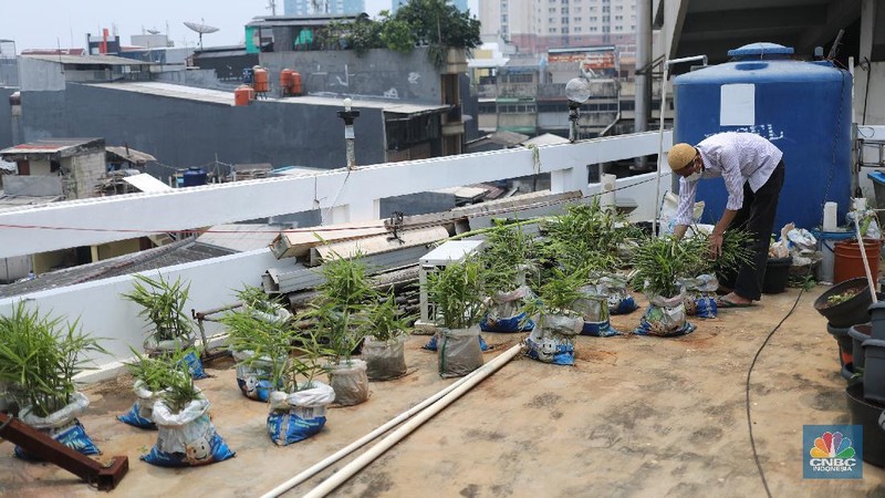 Pengurus masjid urban farming atau pertanian perkotaan membersihkan dan memanen sayuran dengan sistem hidroponik yang ditanam di lahan terbuka di atas Masjid Jami Baitussalam, Taman Sari, Jakarta, Jumat (19/3/2021). Sayur-sayuran tersebut dirawat oleh pengurus masjid,adapun tanaman yang ditanam berupa cabai, kangkung, jahe merah,anggur dll. Pantauan CNBC Indonesia masjd mempunyai 6 sistem dengan 2000 lubang yang telah ditanam cesim, pakcoy dan kangkung. Menurut Yayan Sofyan (43) 