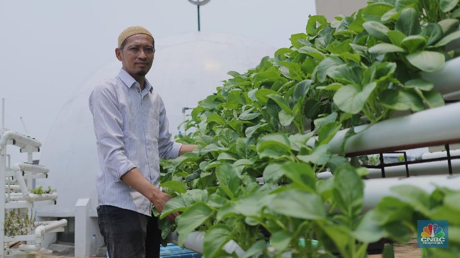Pengurus masjid urban farming atau pertanian perkotaan membersihkan dan memanen sayuran dengan sistem hidroponik yang ditanam di lahan terbuka di atas Masjid Jami Baitussalam, Taman Sari, Jakarta, Jumat (19/3/2021). Sayur-sayuran tersebut dirawat oleh pengurus masjid,adapun tanaman yang ditanam berupa cabai, kangkung, jahe merah,anggur dll. Pantauan CNBC Indonesia masjd mempunyai 6 sistem dengan 2000 lubang yang telah ditanam cesim, pakcoy dan kangkung. Menurut Yayan Sofyan (43) 