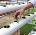 Milenial Ini Bikin Bangga RI, Bantu Petani Bisa Jadi Tajir