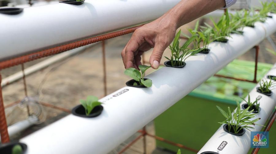 Pengurus masjid urban farming atau pertanian perkotaan membersihkan dan memanen sayuran dengan sistem hidroponik yang ditanam di lahan terbuka di atas Masjid Jami Baitussalam, Taman Sari, Jakarta, Jumat (19/3/2021). Sayur-sayuran tersebut dirawat oleh pengurus masjid,adapun tanaman yang ditanam berupa cabai, kangkung, jahe merah,anggur dll. Pantauan CNBC Indonesia masjd mempunyai 6 sistem dengan 2000 lubang yang telah ditanam cesim, pakcoy dan kangkung. Menurut Yayan Sofyan (43) 