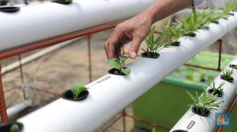 Pengurus masjid urban farming atau pertanian perkotaan membersihkan dan memanen sayuran dengan sistem hidroponik yang ditanam di lahan terbuka di atas Masjid Jami Baitussalam, Taman Sari, Jakarta, Jumat (19/3/2021). Sayur-sayuran tersebut dirawat oleh pengurus masjid,adapun tanaman yang ditanam berupa cabai, kangkung, jahe merah,anggur dll. Pantauan CNBC Indonesia masjd mempunyai 6 sistem dengan 2000 lubang yang telah ditanam cesim, pakcoy dan kangkung. Menurut Yayan Sofyan (43) 