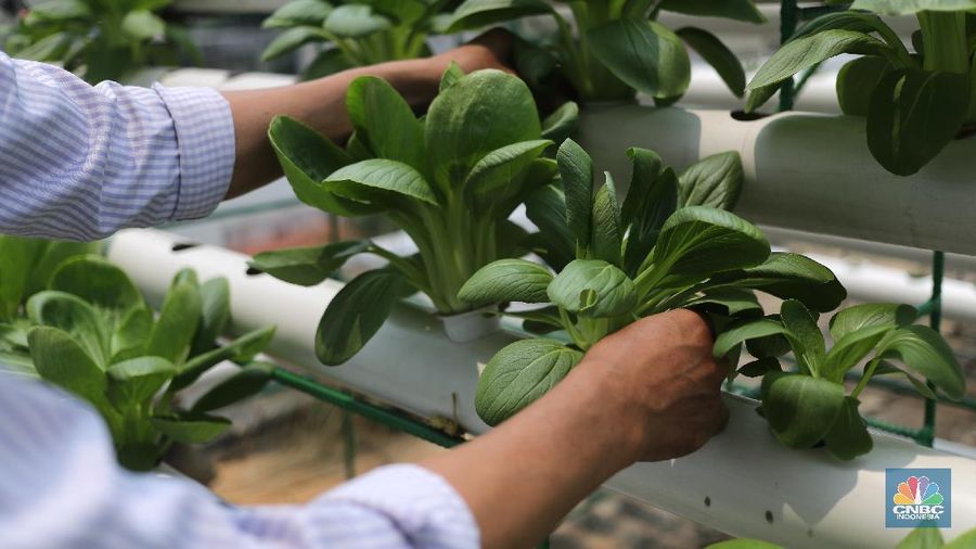 Pengurus masjid urban farming atau pertanian perkotaan membersihkan dan memanen sayuran dengan sistem hidroponik yang ditanam di lahan terbuka di atas Masjid Jami Baitussalam, Taman Sari, Jakarta, Jumat (19/3/2021). Sayur-sayuran tersebut dirawat oleh pengurus masjid,adapun tanaman yang ditanam berupa cabai, kangkung, jahe merah,anggur dll. Pantauan վ masjd mempunyai 6 sistem dengan 2000 lubang yang telah ditanam cesim, pakcoy dan kangkung. Menurut Yayan Sofyan (43) 