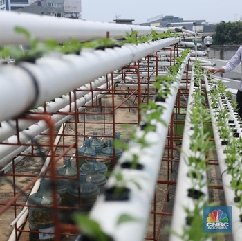 Yuk Intip Urban Farming Hidroponik di atas Masjid