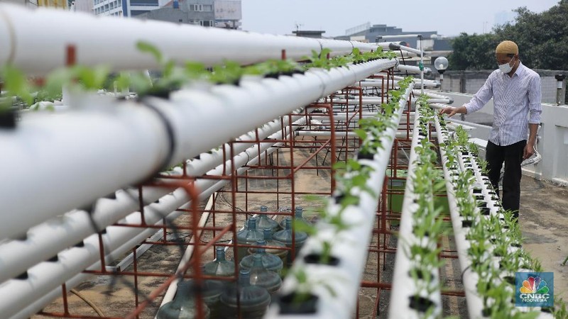 Pengurus masjid urban farming atau pertanian perkotaan membersihkan dan memanen sayuran dengan sistem hidroponik yang ditanam di lahan terbuka di atas Masjid Jami Baitussalam, Taman Sari, Jakarta, Jumat (19/3/2021). Sayur-sayuran tersebut dirawat oleh pengurus masjid,adapun tanaman yang ditanam berupa cabai, kangkung, jahe merah,anggur dll. Pantauan CNBC Indonesia masjd mempunyai 6 sistem dengan 2000 lubang yang telah ditanam cesim, pakcoy dan kangkung. Menurut Yayan Sofyan (43) 