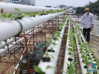 Yuk Intip Urban Farming Hidroponik di atas Masjid
