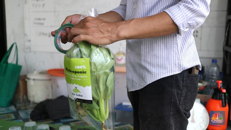 Pengurus masjid urban farming atau pertanian perkotaan membersihkan dan memanen sayuran dengan sistem hidroponik yang ditanam di lahan terbuka di atas Masjid Jami Baitussalam, Taman Sari, Jakarta, Jumat (19/3/2021). Sayur-sayuran tersebut dirawat oleh pengurus masjid,adapun tanaman yang ditanam berupa cabai, kangkung, jahe merah,anggur dll. Pantauan CNBC Indonesia masjd mempunyai 6 sistem dengan 2000 lubang yang telah ditanam cesim, pakcoy dan kangkung. Menurut Yayan Sofyan (43) 