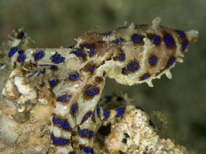 Gurita Cincin Biru yang Mematikan Gigit Remaja di Australia, Begini Ceritanya