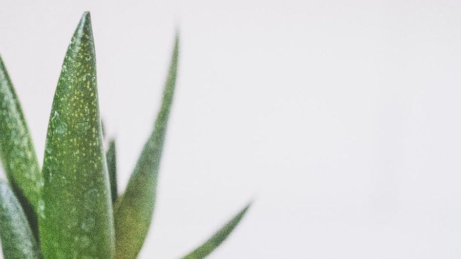 Lidah Buaya (Jessica Lewis via Pexels)