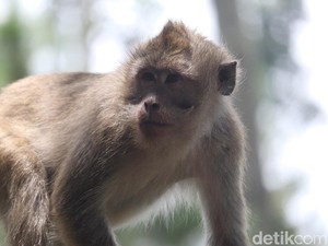 Viral Remaja Dilarikan ke RS Usai Diserang Monyet Liar di Langkat