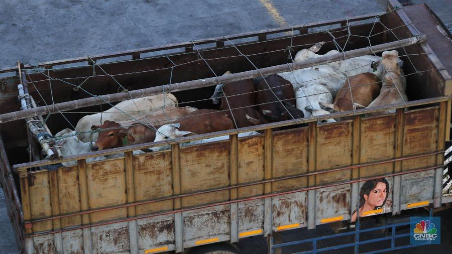 Bongkar Muat Sapi Impor Australia (CNBC Indonesia/Andrean Kristianto)