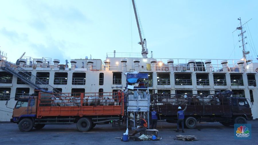 Bongkar Muat Sapi Impor Australia (CNBC Indonesia/Andrean Kristianto)