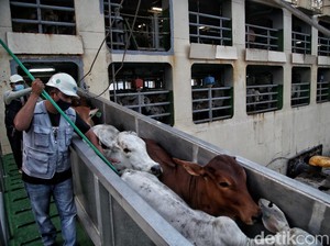 Terungkap! Ini Biang Kerok 150 Sapi Impor Australia Mati Saat ke RI