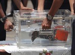 Rekaman 'Mengerikan' Pilot Sriwijaya Air Sebelum Jatuh