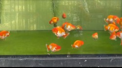 Kenapa Ikan Koki Berenang Terbalik?