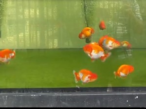 Kenapa Ikan Koki Berenang Terbalik?