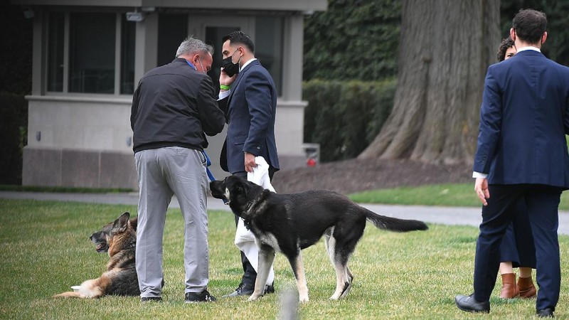 President Joe Biden and first lady Jill Biden's dogs Champ, right, and Major are seen on the South Lawn of the White House in Washington, Wednesday, March 31, 2021. (Mandel Ngan/Pool via AP)