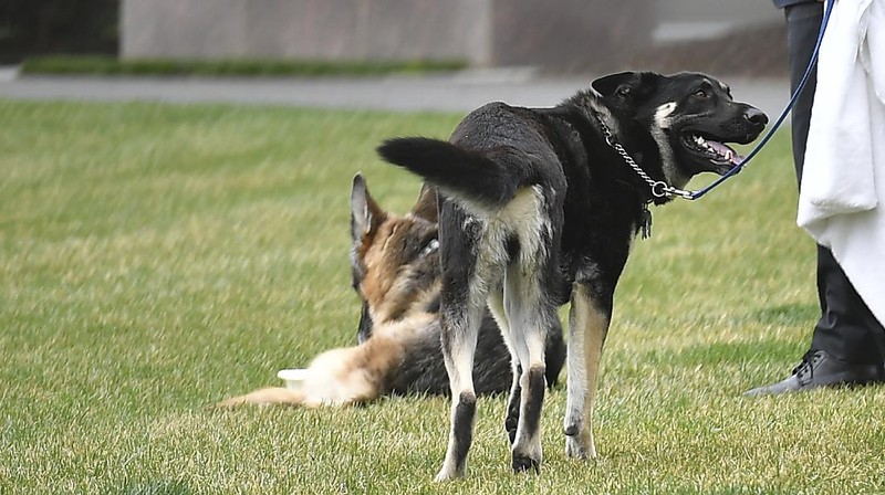 President Joe Biden and first lady Jill Biden's dogs Champ, right, and Major are seen on the South Lawn of the White House in Washington, Wednesday, March 31, 2021. (Mandel Ngan/Pool via AP)