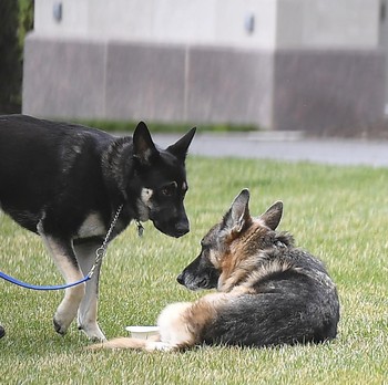 Potret Anjing Biden 'Mayor' yang Gigit Warga AS di Jalan