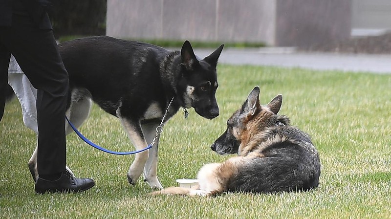 President Joe Biden and first lady Jill Biden's dogs Champ, right, and Major are seen on the South Lawn of the White House in Washington, Wednesday, March 31, 2021. (Mandel Ngan/Pool via AP)