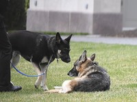 Potret Anjing Biden 'Mayor' yang Gigit Warga AS di Jalan