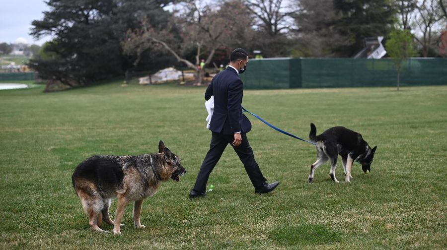 President Joe Biden and first lady Jill Biden's dogs Champ, right, and Major are seen on the South Lawn of the White House in Washington, Wednesday, March 31, 2021. (Mandel Ngan/Pool via AP)