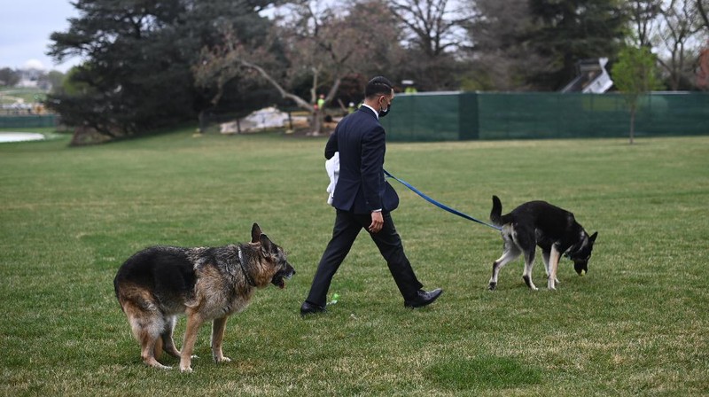 President Joe Biden and first lady Jill Biden's dogs Champ, right, and Major are seen on the South Lawn of the White House in Washington, Wednesday, March 31, 2021. (Mandel Ngan/Pool via AP)
