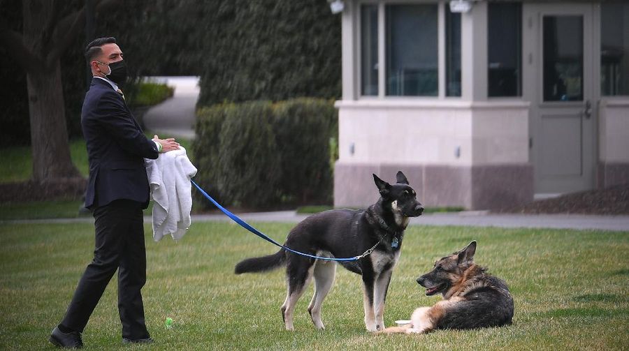 President Joe Biden and first lady Jill Biden's dogs Champ, right, and Major are seen on the South Lawn of the White House in Washington, Wednesday, March 31, 2021. (Mandel Ngan/Pool via AP)