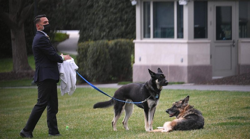 President Joe Biden and first lady Jill Biden's dogs Champ, right, and Major are seen on the South Lawn of the White House in Washington, Wednesday, March 31, 2021. (Mandel Ngan/Pool via AP)