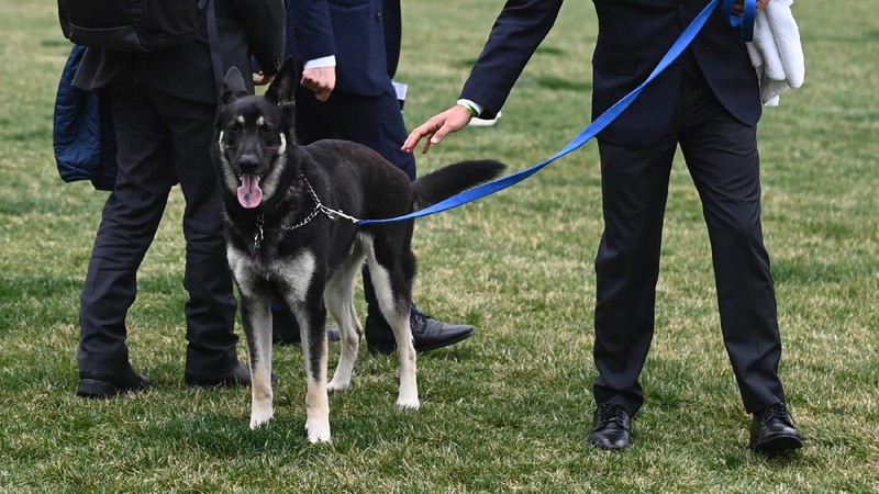 President Joe Biden and first lady Jill Biden's dogs Champ, right, and Major are seen on the South Lawn of the White House in Washington, Wednesday, March 31, 2021. (Mandel Ngan/Pool via AP)