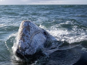 Dikira Sudah Punah, Paus Abu-Abu Terlihat di Lepas Pantai Massachusetts