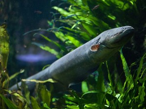 Kenali 10 Manfaat Ikan Sidat yang Baik untuk Tubuh