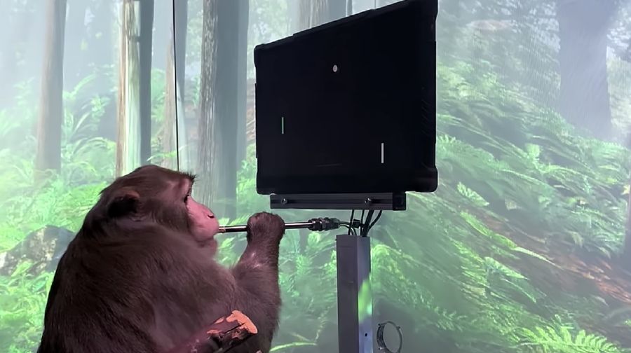 Seekor monyet memainkan game Pong hanya dengan menggunakan otaknya. (Tangkapan Layar youtube Neuralink)