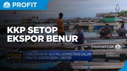 Terima Saran Ombudsman RI, KKP Setop Ekspor Benih Lobster
