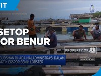 Terima Saran Ombudsman RI, KKP Setop Ekspor Benih Lobster