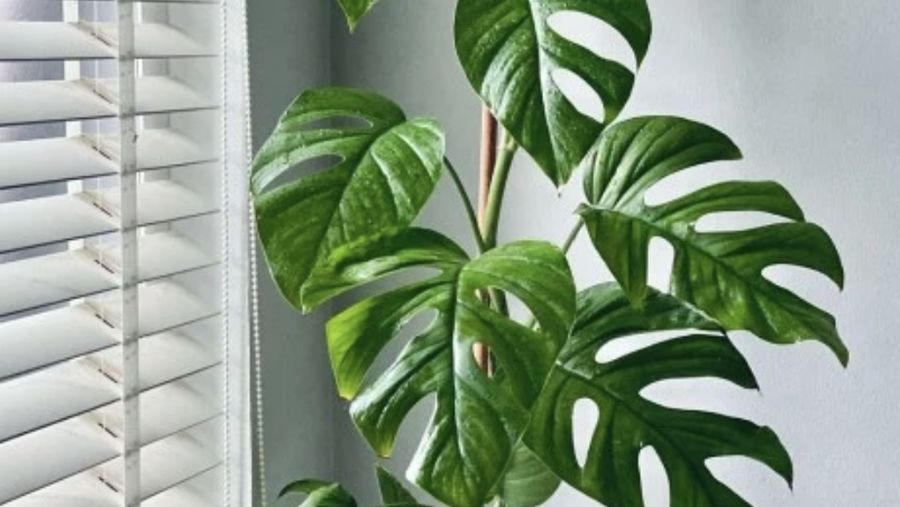 Monstera Deliciosa. Dok: Tokopedia