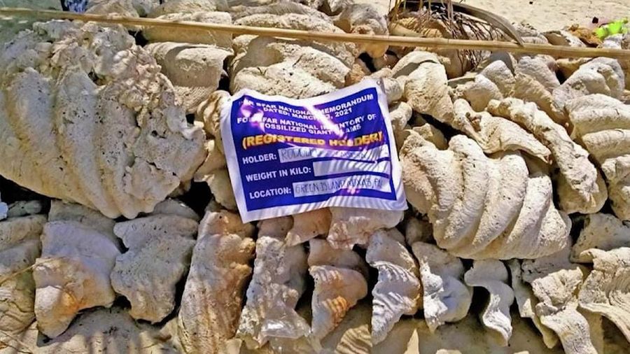 Penemuan Kerang Raksasa di Filipina (Tangkapan Layar Video via AP)