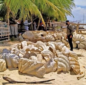 Bikin Heboh, Potret Cangkang Kerang Raksasa Seharga Rp363 M