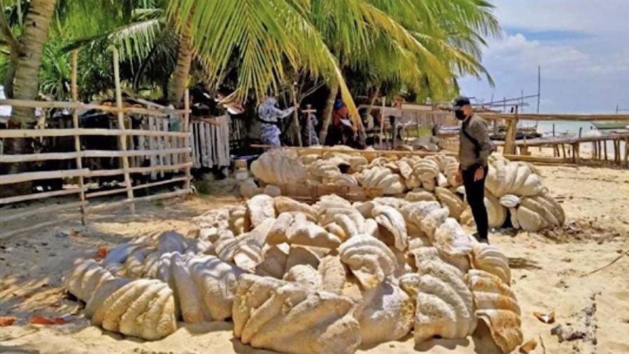 Penemuan Kerang Raksasa di Filipina (Tangkapan Layar Video via AP)