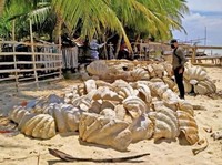 Bikin Heboh, Potret Cangkang Kerang Raksasa Seharga Rp363 M