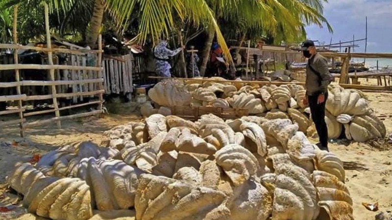 Penemuan Kerang Raksasa di Filipina (Tangkapan Layar Video via AP)
