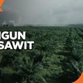 Genjot Produksi, Triputra Agro Bangun 2 Pabrik Sawit Baru