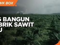 Genjot Produksi, Triputra Agro Bangun 2 Pabrik Sawit Baru