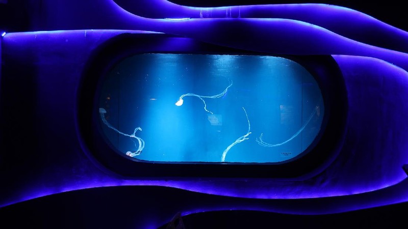 Penyelam menyapa pengunjung di Jakarta Aquarium dan Safari di Jakarta, Rabu (21/4/2021).  (CNBC Indonesia/Tri Susilo)