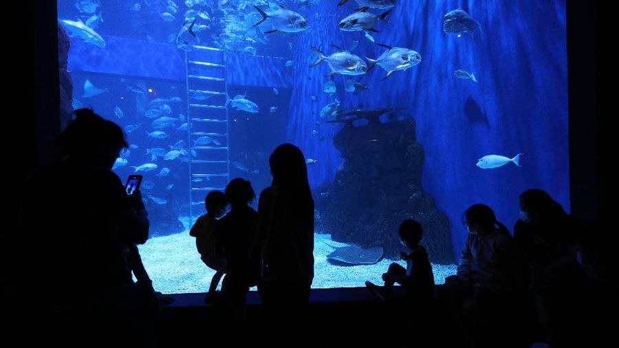 Penyelam menyapa pengunjung di Jakarta Aquarium dan Safari di Jakarta, Rabu (21/4/2021).  (CNBC Indonesia/Tri Susilo)