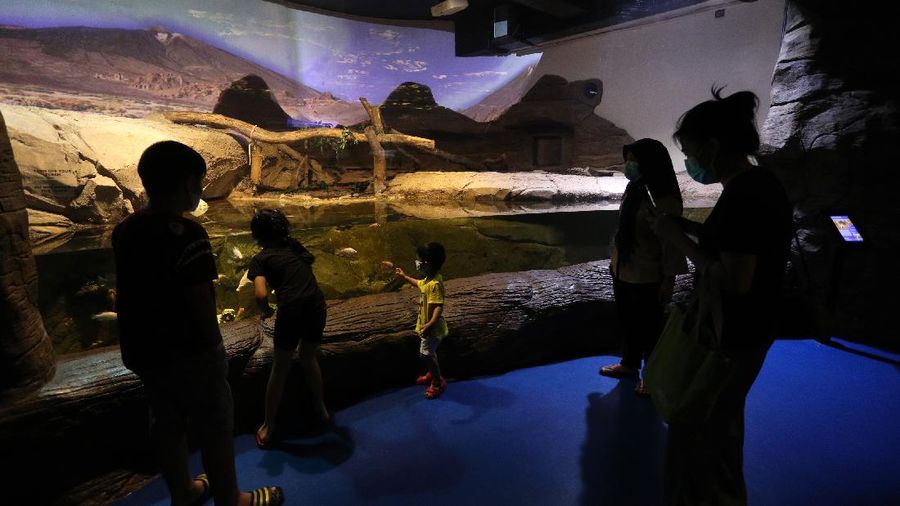 Penyelam menyapa pengunjung di Jakarta Aquarium dan Safari di Jakarta, Rabu (21/4/2021).  (CNBC Indonesia/Tri Susilo)