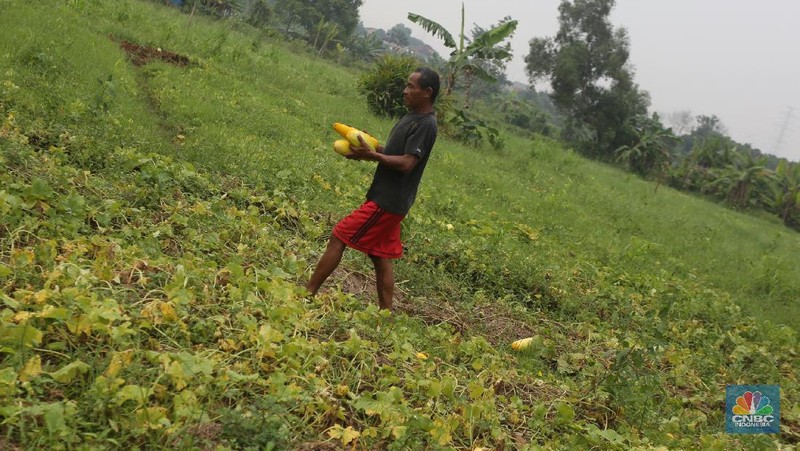 Petani memanen buah timun suri di Kawasan Sawangan, Depok, Jawa Barat, Rabu (21/4/2021). (CNBC Indonesia/Andrean Kristianto)