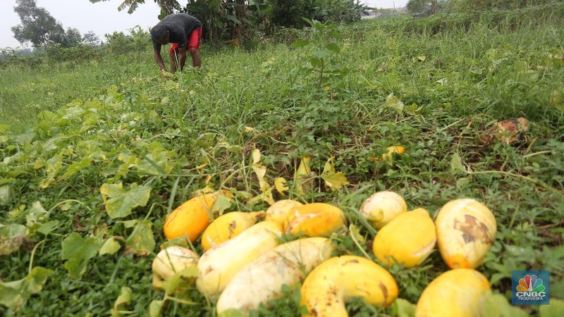 Petani memanen buah timun suri di Kawasan Sawangan, Depok, Jawa Barat, Rabu (21/4/2021). (CNBC Indonesia/Andrean Kristianto)